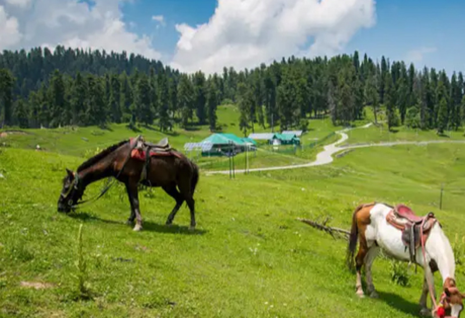 Green meadows and grazing horses at Pahalgam