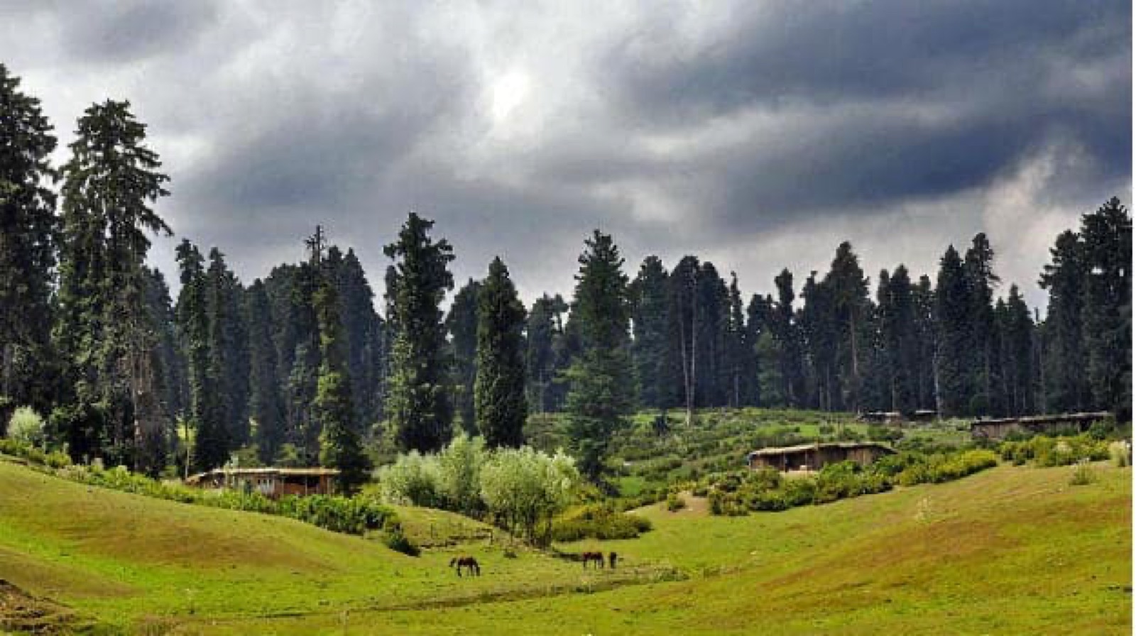 Yousmarg pines and meadows
