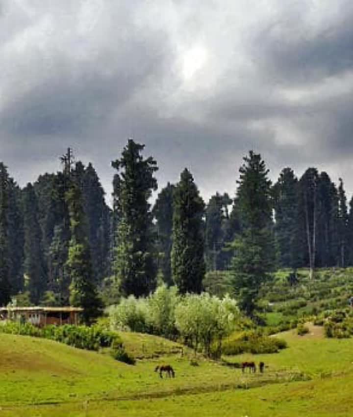 Pine slopes and quiet meadows at Yousmarg under a dramatic sky